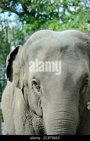 Un ritratto in primo piano di un elefante asiatico (Elephas maximus), che mostra la consistenza della pelle dell'animale Foto Stock