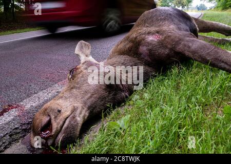 Incidente su strada di Moose-Vehicle Foto Stock