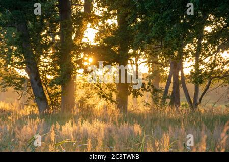 il sole che sorge illumina il prato e la foresta in una mattinata foggosa Foto Stock