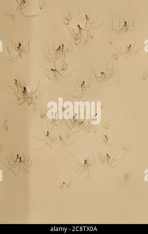 Ragno di cantina longobody, ragno di gambe lunghe papà, Phalangioides di Pholcus, ragni , Malta, Foto Stock