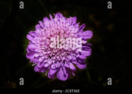 Il fiore di colore viola della piccola pianta Scabiosa (scabiosa colombaria). Foto Stock