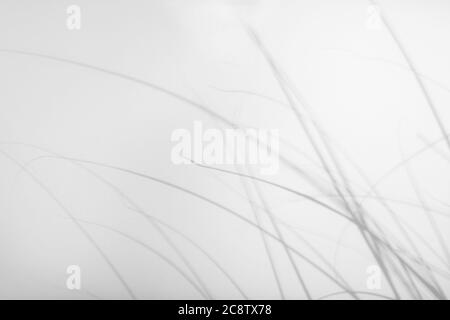 Ombre grigie di fiori e erba su parete bianca Foto Stock