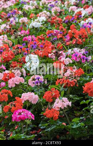 Gerani colorati assortiti Pelargoniums e Virbena bonariensis che crescono in un letto di fiori in un giardino. Foto Stock