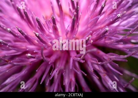 Dettagli dell'impianto di Scotch Thistle (Onoportidum Acanthium). Foto Stock