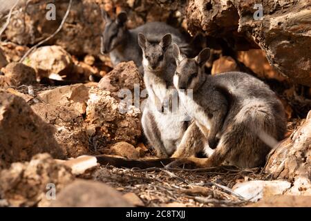 Primo piano di wallaby su una collina rocciosa Foto Stock