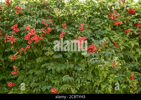 Bellissimi fiori rossi della tromba o tromba superriduttore Campsis radicans. Campsis Flamenco fiori di arancio brillante che si avvolge sulla recinzione di greene Foto Stock