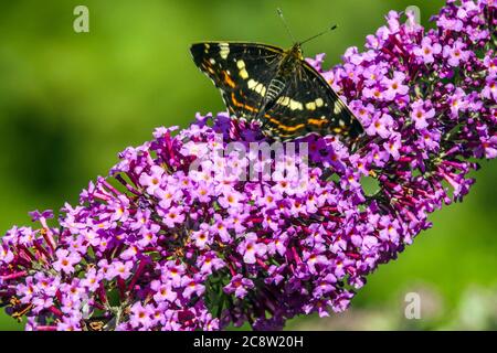 Mappa farfalla su Buddleja fiore lilla estiva, Araschnia levana forma estiva scura Foto Stock