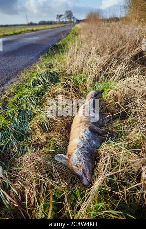 Una volpe rossa morta (Vulpes vulpes) sulla strada, Westhay, vicino a Glastonbury, Somerset, Gran Bretagna. Foto Stock