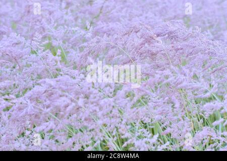 Sfocature. Soffici nappine beige delle orecchie di erba selvatica nelle gocce incandescenti di rugiada e di luce foschia. Sfondo. Foto Stock