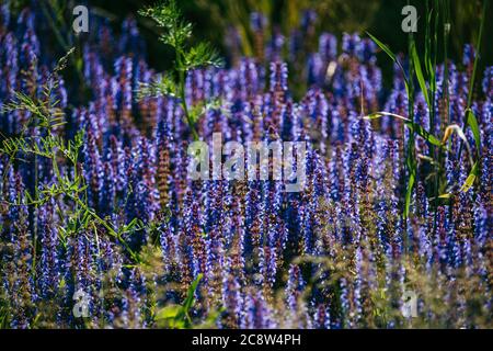 Cespugli di lavanda blu illuminati dal sole estivo serale nel Parco Zaryadye a Mosca. Macro di messa a fuoco selettiva con DOF poco profondo Foto Stock