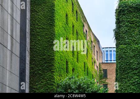 Green o Living Wall, pareti esterne coperte in edera e verde in un edificio di uffici a Londra, Regno Unito Foto Stock