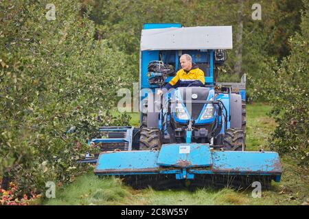 Mele di sidro raccolte da un frutteto in autunno, vicino a Wellington, Somerset, Gran Bretagna. Foto Stock