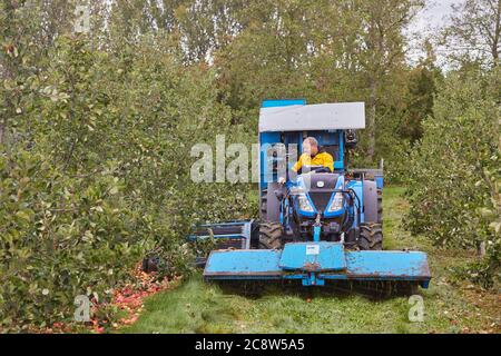 Mele di sidro raccolte da un frutteto in autunno, vicino a Wellington, Somerset, Gran Bretagna. Foto Stock