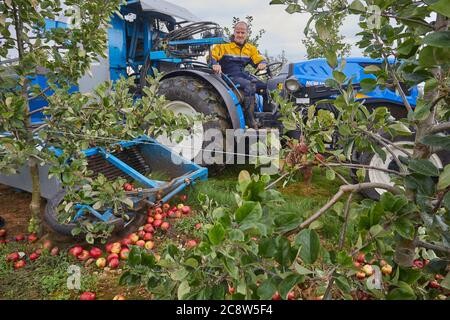 Mele di sidro raccolte da un frutteto in autunno, vicino a Wellington, Somerset, Gran Bretagna. Foto Stock