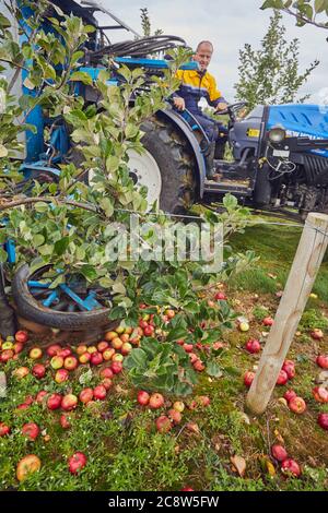 Mele di sidro raccolte da un frutteto in autunno, vicino a Wellington, Somerset, Gran Bretagna. Foto Stock