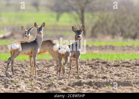 Capriolo attento, capreolo capreolo, buck osservando prato con sfondo pulito sfocato. Allerta animale selvaggio in piedi in natura a daybreak con co Foto Stock