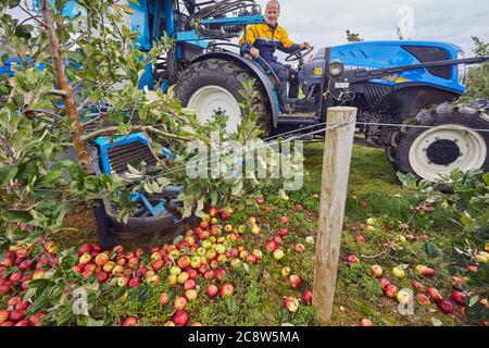 Mele di sidro raccolte da un frutteto in autunno, vicino a Wellington, Somerset, Gran Bretagna. Foto Stock