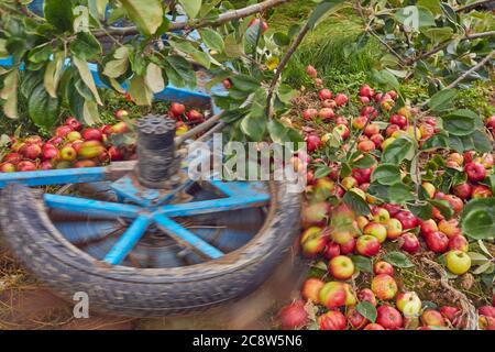 Mele di sidro raccolte da un frutteto in autunno, vicino a Wellington, Somerset, Gran Bretagna. Foto Stock