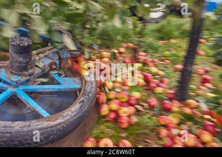 Mele di sidro raccolte da un frutteto in autunno, vicino a Wellington, Somerset, Gran Bretagna. Foto Stock