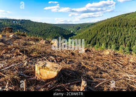 Pendenza libera, foreste di abete rosso, paesaggio in Sauerland, Rothaargebirge, nord-ovest, sopra la città di Bad Berleburg, NRW, Germania Foto Stock