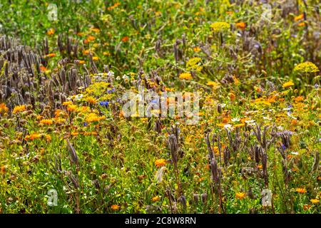 Wildblumenwiese, neben eine Getreidefeld, Kamille, Kornblume, Dill, Ringelblume, Pflanzen, Blumen, Wildblumen, Wiese, Foto Stock