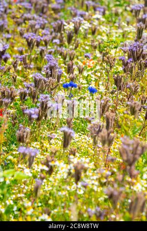 Wildblumenwiese, neben eine Getreidefeld, Kamille, Kornblume, Büschelschön, Ringelblume, Pflanzen, Blumen, Wildblumen, Wiese, Foto Stock