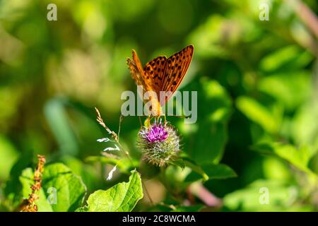 Farfalla, farfalla madre di perla, Argynnis indet, Foto Stock