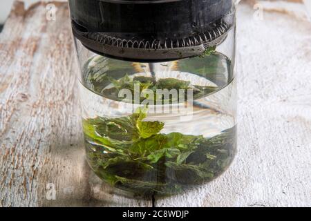 viene preparato il tè fresco di foglie di menta piperita Foto Stock