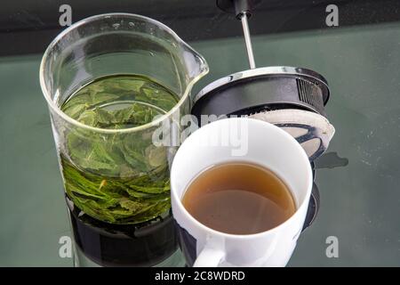 viene preparato il tè fresco di foglie di menta piperita Foto Stock