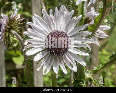 Un primo piano di un singolo fiore di malva pallido di Berkheya purea Foto Stock