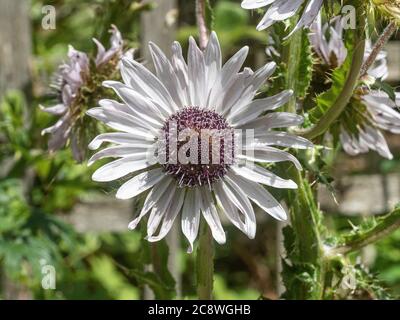 Un primo piano di un singolo fiore di malva pallido di Berkheya purea Foto Stock