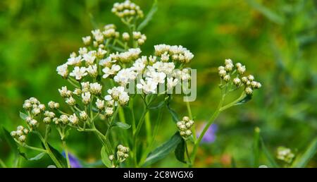 Capsella bursa-pastoris, borsetta del pastore a causa dei suoi frutti piatti triangolari, che sono a forma di borsetta, è una piccola pianta annuale e ruderale fioritura Foto Stock