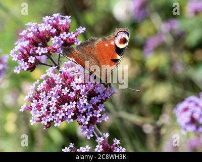 Un primo piano di una farfalla di pavone - Inachis io alimentazione su un fiore Verbena bonariensis Foto Stock