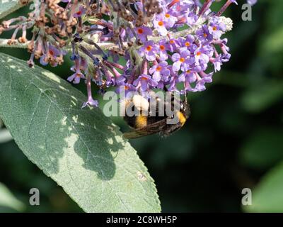 Un'ape bumble dalla coda bianca - Bombus lucorum che si nutra su un fiore buddleia con un sacco pieno di polline sulla gamba Foto Stock