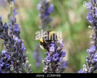 Un'ape bumble dalla coda bianca - Bombus lucorum che si nutra su un fiore di lavanda Foto Stock