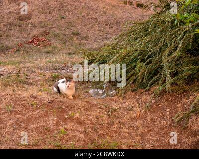 Cat relax su un prato asciutto vicino cespugli Foto Stock