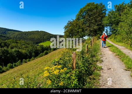 Escursioni a Sauerland, sentiero nei pressi di Oberkirchen, distretto di Schmallenberg, NRW, Germania, Foto Stock