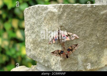 Due falchi di falce (Smerinthus ocellata) Foto Stock