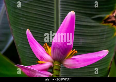 Closeup di un fiore di banana rosa, specie di pianta tropicale dall'Australia Foto Stock