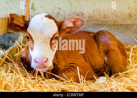 Neonato marrone olandese curioso con vitello bianco su fieno in una casa colonica Foto Stock