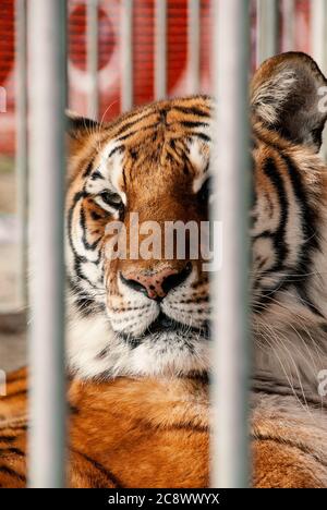 Tiger rilassarsi nella gabbia di un circo in viaggio Foto Stock