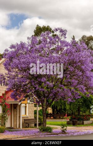 Splendido Jacaranda Tree in fiore di fronte al vecchio edificio in Nannup Australia Occidentale Foto Stock