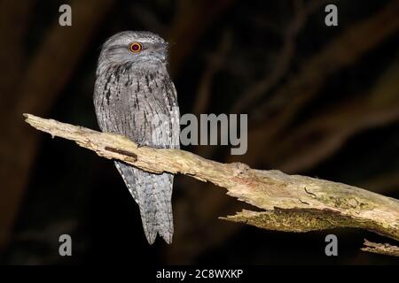 Brogmouth brognoso alle cosce tempo perch. Foto Stock