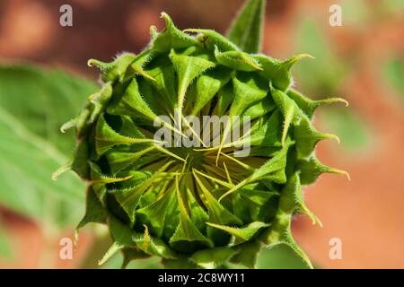 Germoglio di girasole singolo pronto ad aprirsi con petali gialli appena visibili all'interno Foto Stock