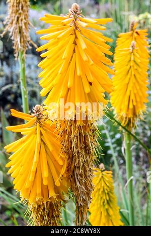 Kniphofia Mango Popsicle Torch Lily Foto Stock