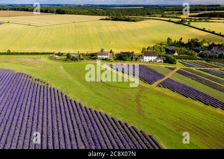 Vista aerea del drone dei campi colorati di Lavanda nella campagna rurale inglese Foto Stock