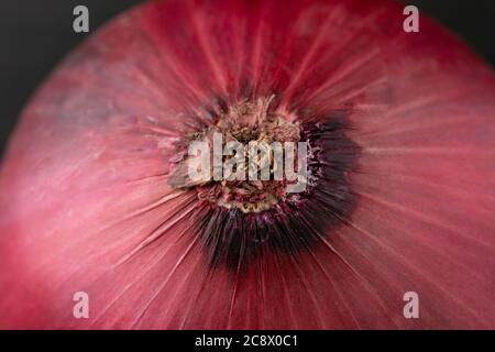 Close-up of a red onion Stock Photo