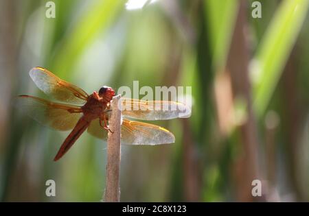 Closeup di libellula arancione che riposa sulla cattail alla luce del sole del pomeriggio Foto Stock
