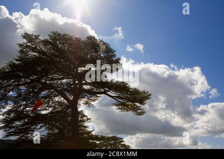 Sole, nuvole e alberi, West Dean, West Sussex, Inghilterra, Regno Unito Foto Stock