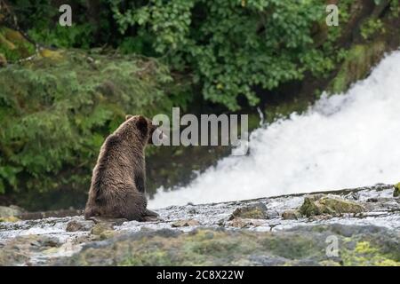 Un orso grizzly (Ursus arctos horribellis) seduto di fronte ad una cascata nel sud-est dell'Alaska, Stati Uniti. Foto Stock